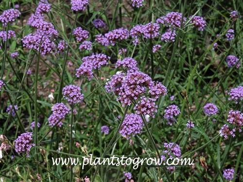 Purpletop Vervain (Verbena bonariensis)